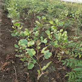 求购开心果树苗