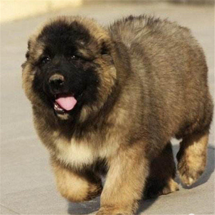 高加索犬活体幼犬活体俄罗斯熊版高加索犬护卫猛犬高加索犬宠物犬