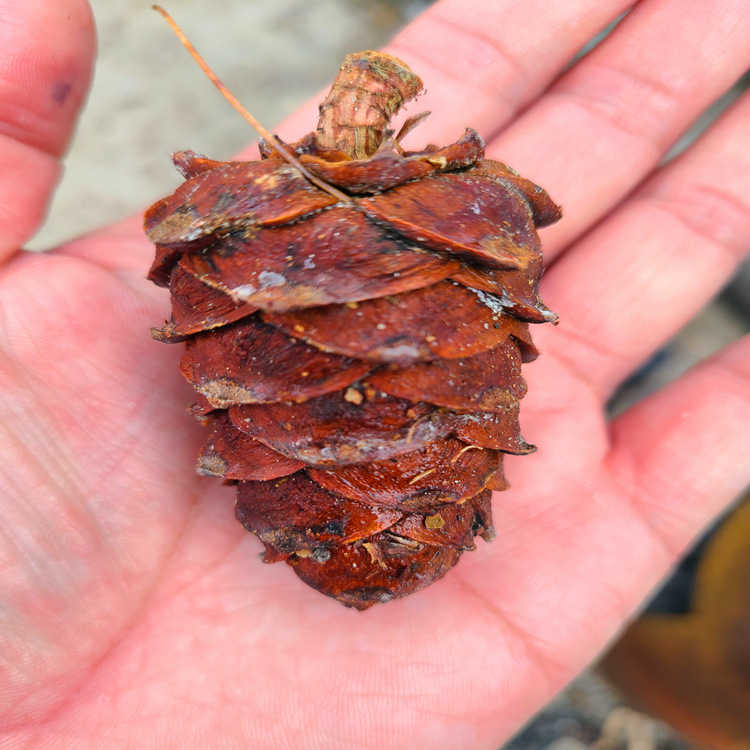 马尾松塔大兴安岭马尾松塔偃松塔大兴安岭偃松之乡产地直供大货