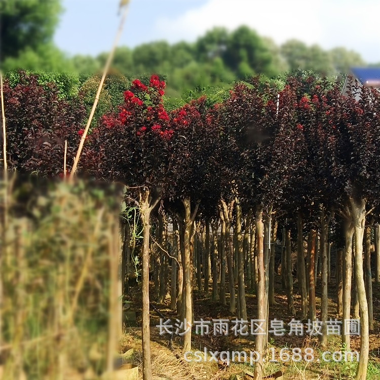 批发红叶紫薇 饱满高杆紫薇花树 城市绿化校园花卉苗木 多规格