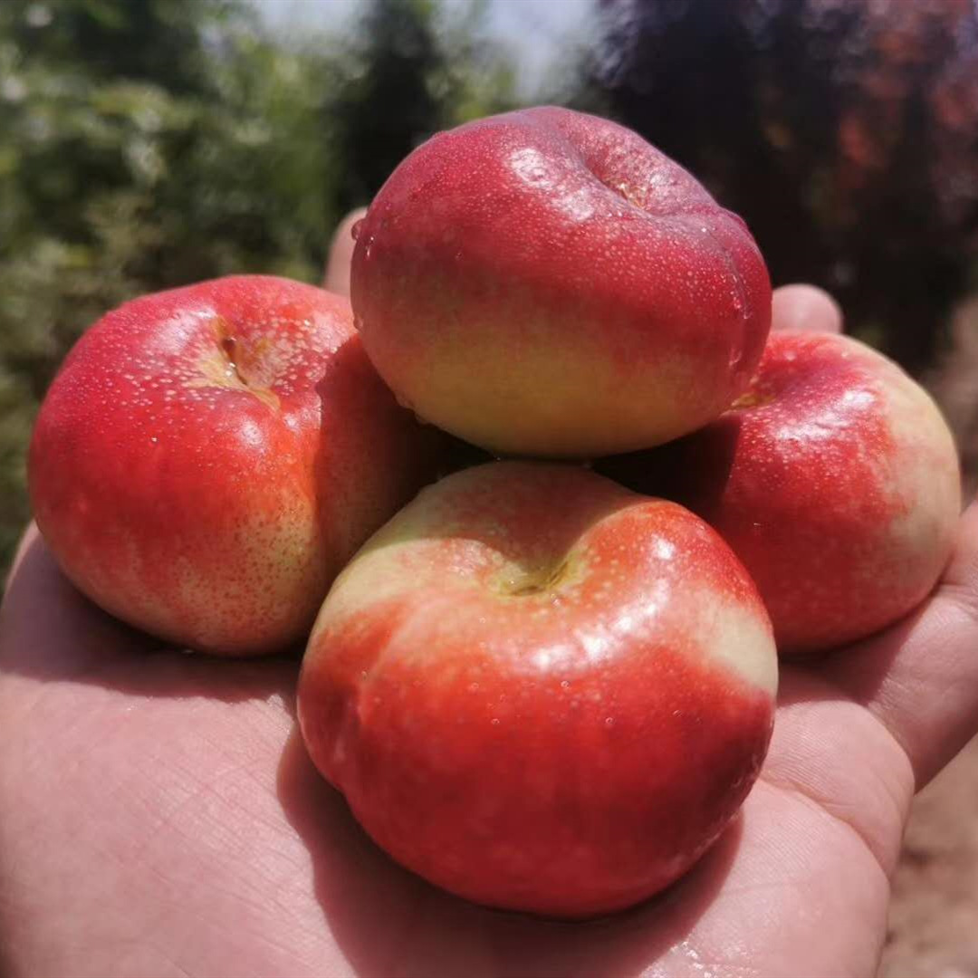 蟠桃现摘纽扣蟠桃新鲜小油蟠桃孕妇应季水果脆甜软桃子5斤代发