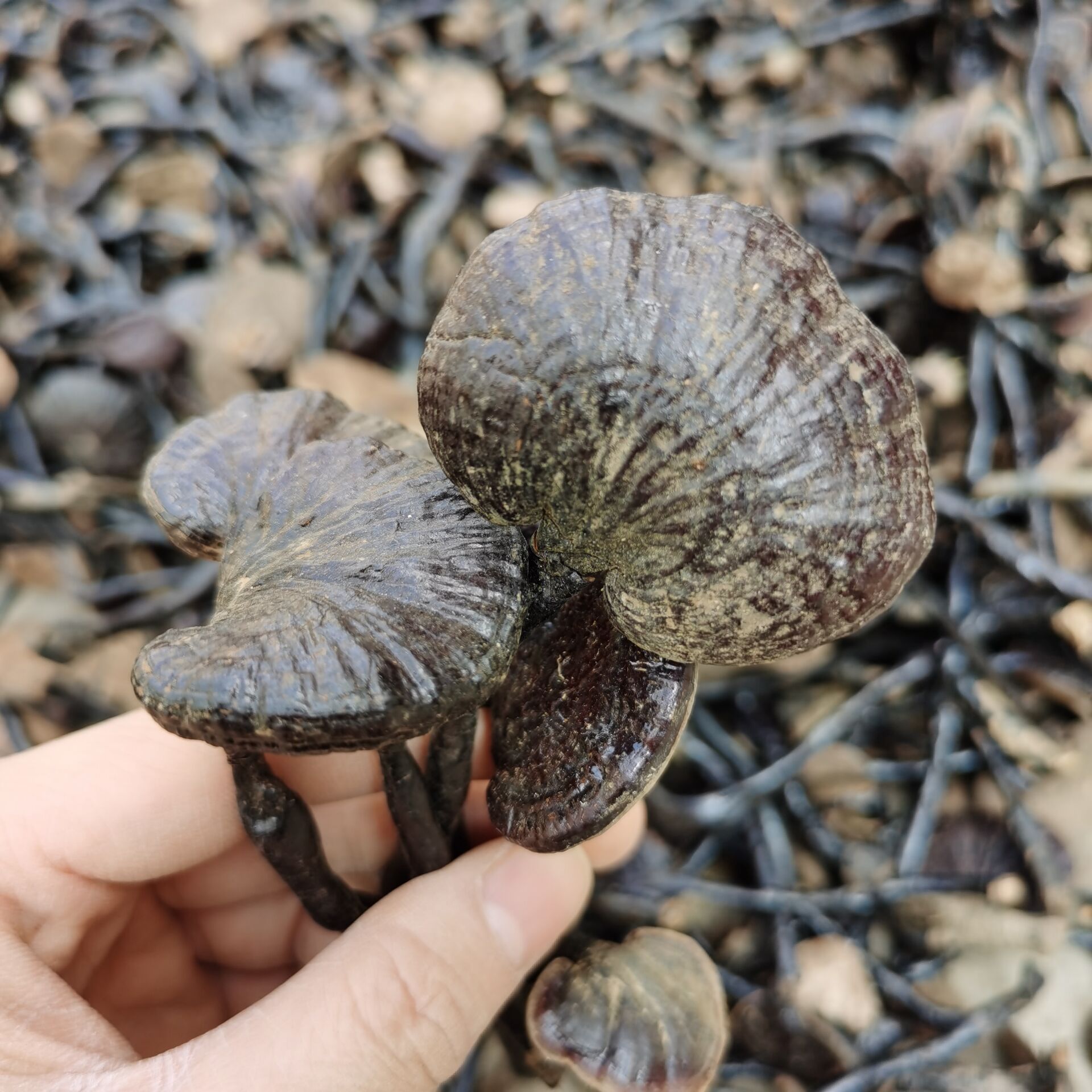 来自深山采挖自然生长  竹灵芝来自深山采挖自然生长