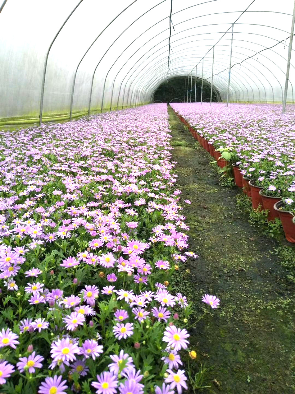 姬小菊 园林绿化地被植物 花镜植物