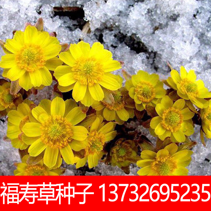福寿花种子福寿草花卉种子易活盆栽阳台庭院室内外花卉植物种子