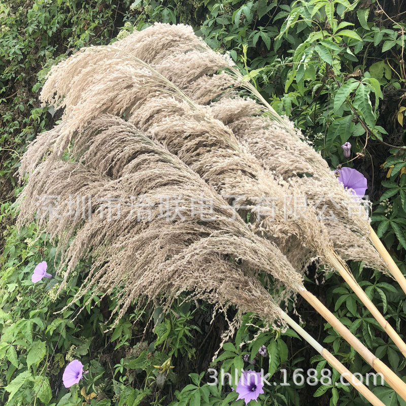 云南原色芦竹铁杆大毛芦苇厂家长毛蒲苇滇池芦苇pampas grass干花