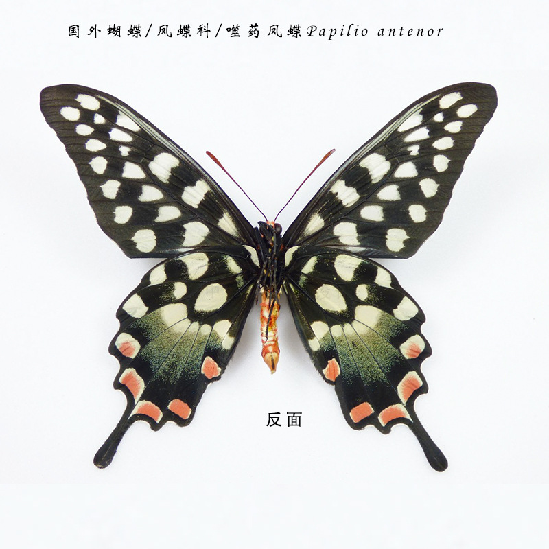国外蝴蝶/凤蝶科/噬药凤蝶papilio antenor