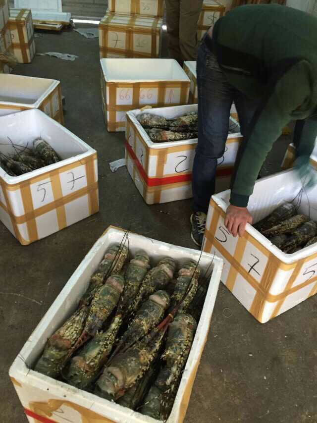 烹饪方法:烧烤,蒜蓉蒸 芝士焗伊面生冻 急冻锁鲜 味道鲜美 原料产地