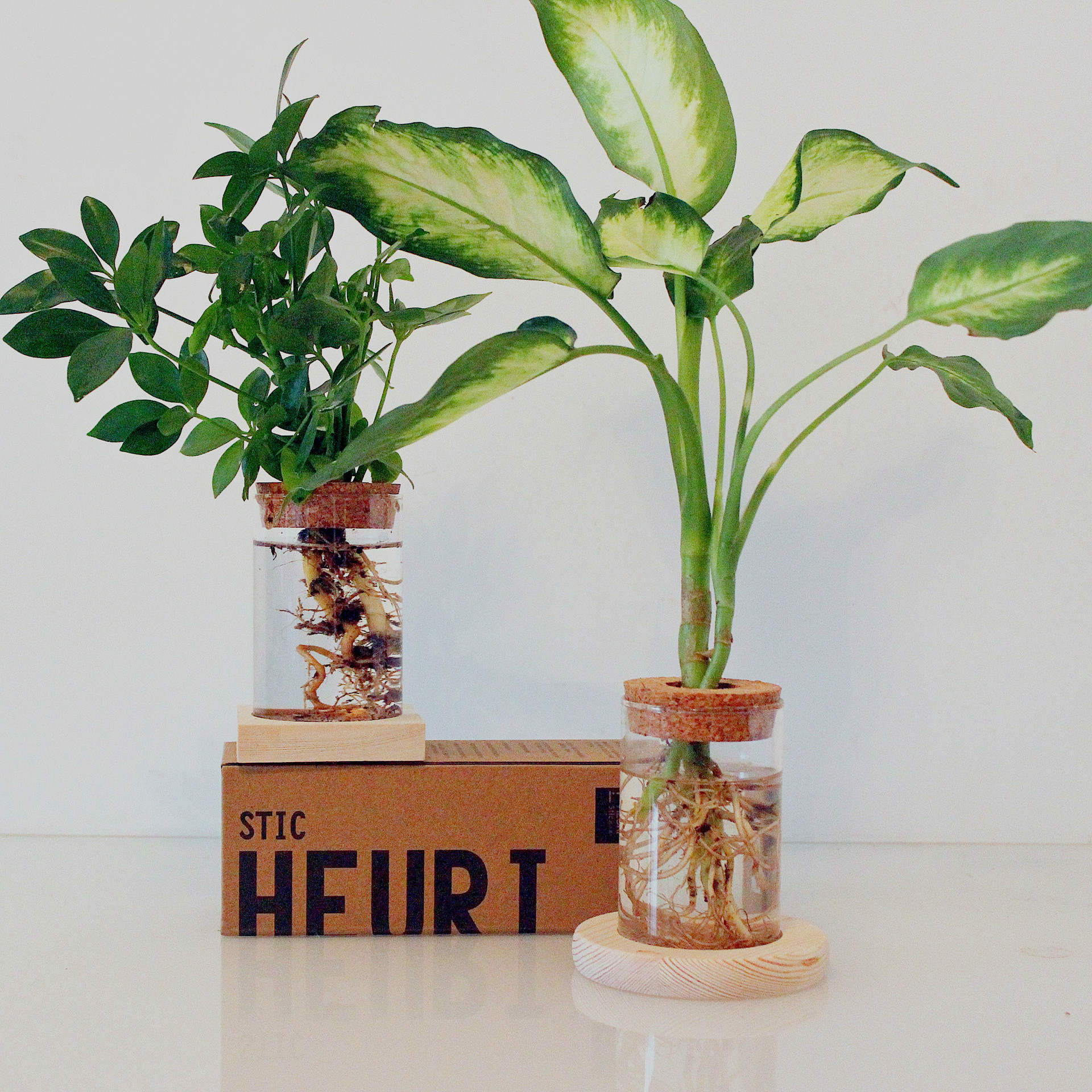 水培植物绿萝玻璃瓶水培水养绿植花瓶室内办公室桌面花瓶