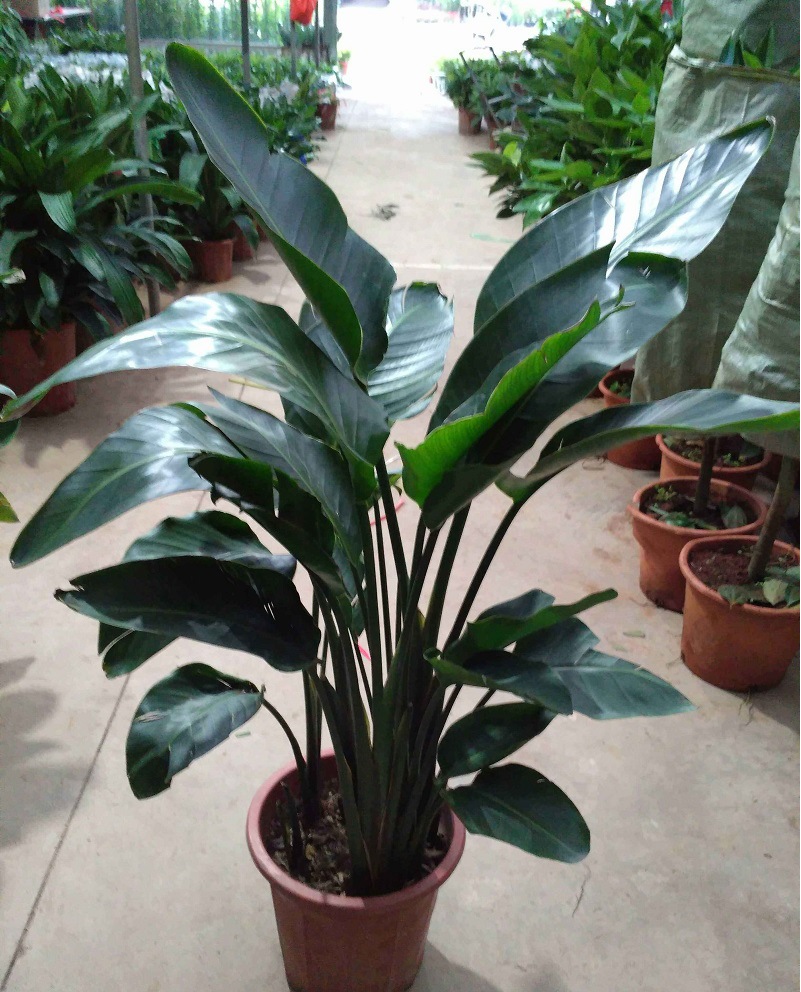 天堂鸟盆栽大绿型植鹤望兰室内净化空气甲醛客厅新房落地直价销包