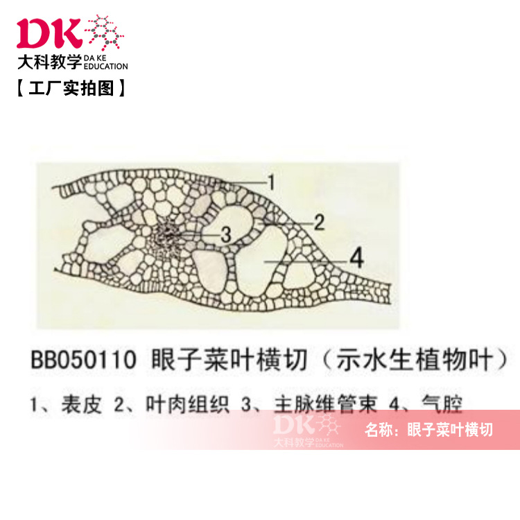 眼子菜叶横切 生物切片 标本切片玻片标本 中小学专用