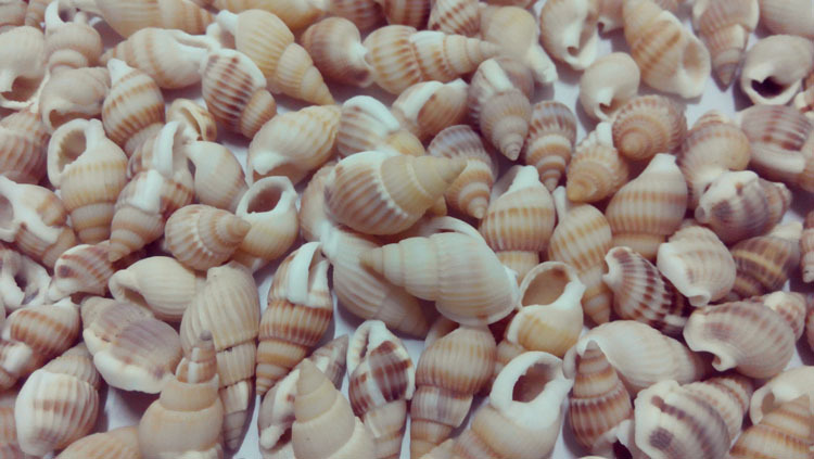 家居装饰 天然海螺贝壳精品水族装饰 摆件收藏浅纹螺 小海螺米螺