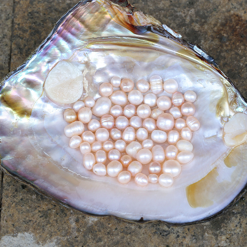 珍珠蚌鲜活包邮自己开特大淡水养殖河蚌亲子开蚌裸珠diy现捞现发