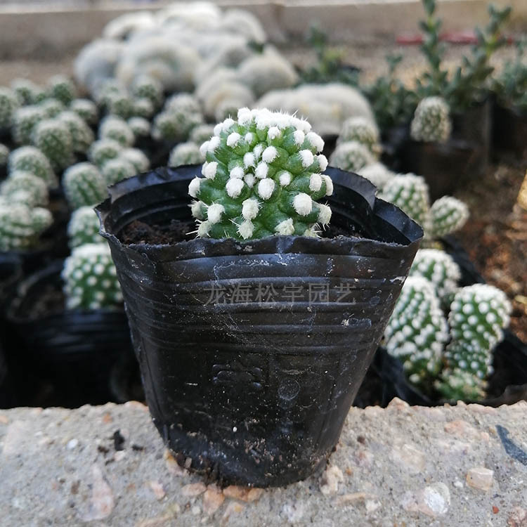 多肉植物批发 约2-3cm 明日香姬单头仙人球 裸根 花卉盆栽绿植