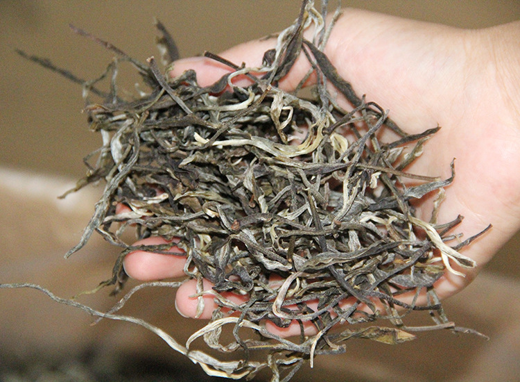 批发2022年基诺山早春茶古六大茶山攸乐古树茶早春嫩芽晒青500g