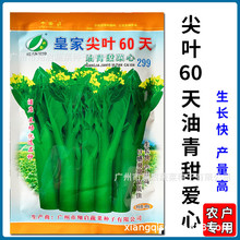 皇家尖叶60天油青甜菜心种子广东菜心种籽春秋播种高产蔬菜种公司