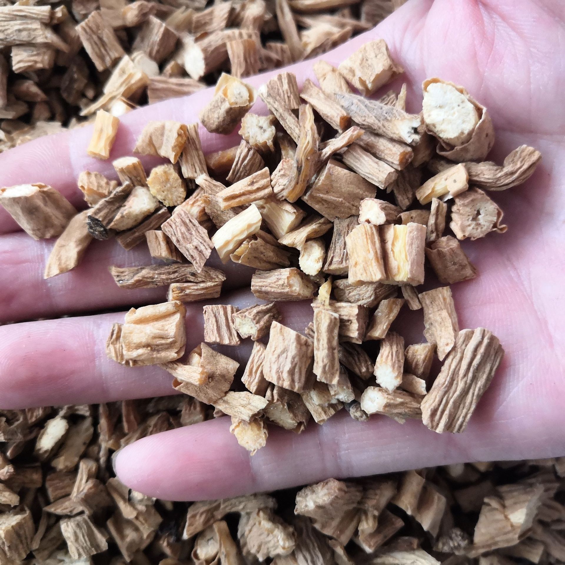 中药材银柴胡 柴胡 银胡 山菜根 山马踏菜根 牛肚根 白根子