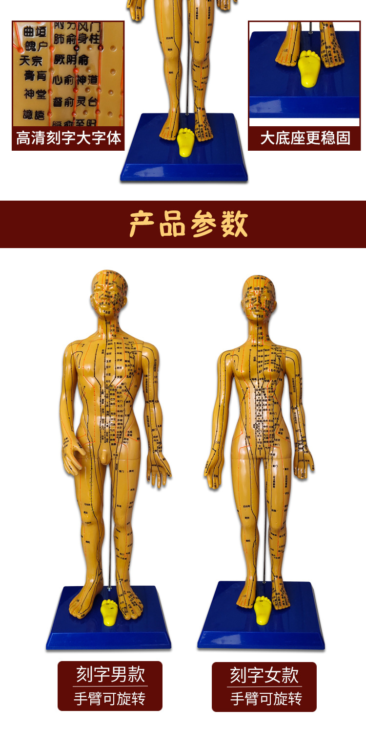 丰帆刻字针灸穴位图人体模型教学男女全身十二经络针灸穴位模特