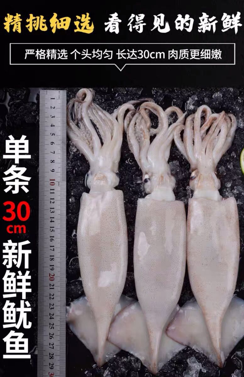 活冻鱿鱼海鲜鲜活新鲜小管鱿鱼冷冻水产笔管铁板烧烤鱿鱼活冻鱿鱼