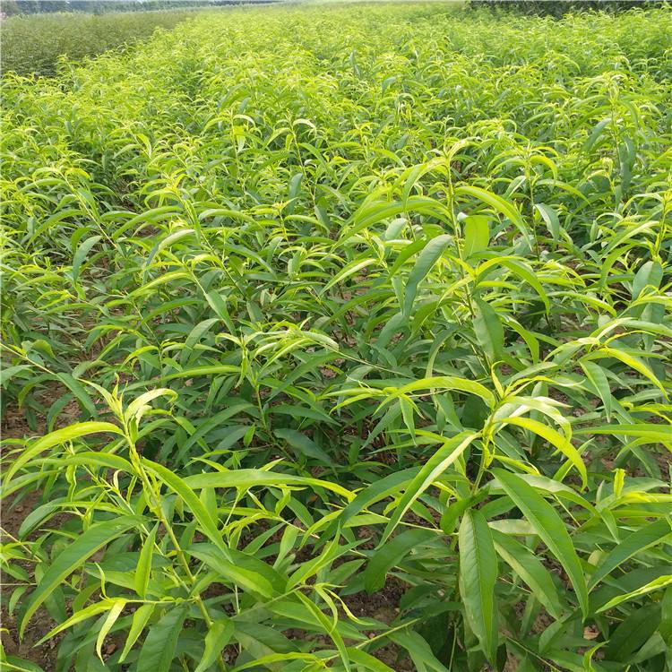 两公分桃树苗 早熟桃树 黄金蜜1号 春丽桃树苗 春晓 品种全