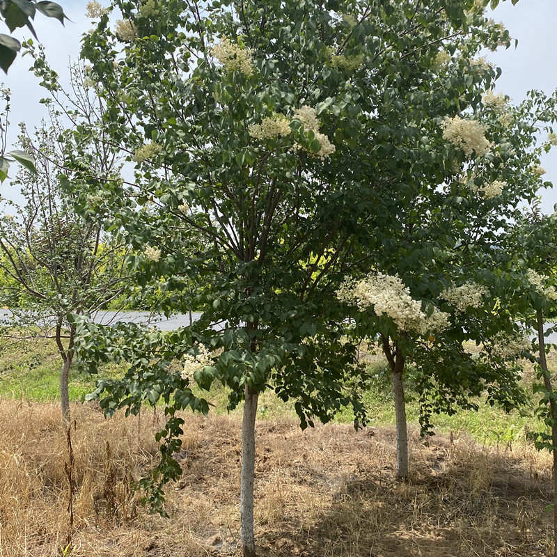 绿化苗木 暴马丁香 独杆丁香 白丁香 丛生暴马丁香价格优惠规格全