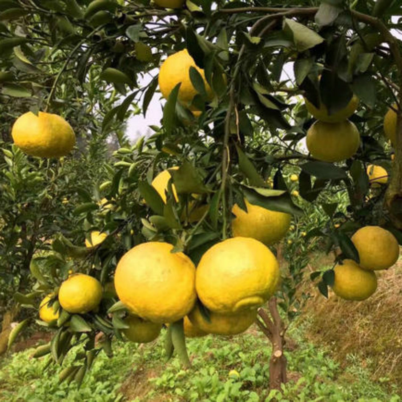 春香桔柚嫁接果树苗 象山青柑橘柚子口感甘甜脆爽健壮柑橘苗 批发