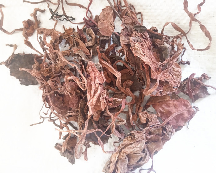 中药材红天葵 紫背天葵草 红叶天葵 秋海棠 散血子 龙虎叶