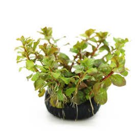 玫瑰丁香圆叶丁香坨草真水草鱼缸造景造景装饰观赏批发光合水草