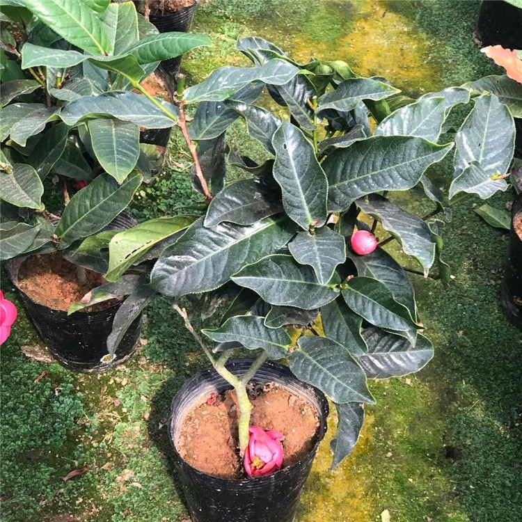 四季抱茎茶四季海棠茶花- 越南红抱茎茶花 四季海棠茶花-阿里巴巴