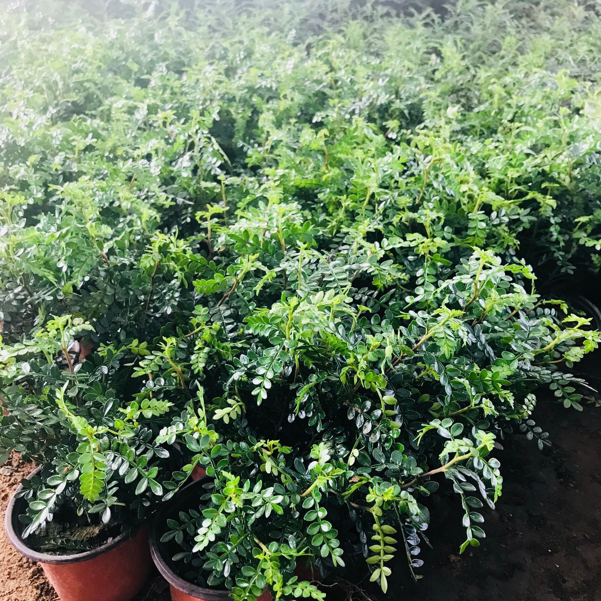 室内阳台庭院盆栽 四季常青净化空气绿植清香木 气味芳香观叶盆栽