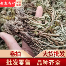 卷柏  九死还魂草 复活草 不死草 实图拍摄 一手货源 支持药检