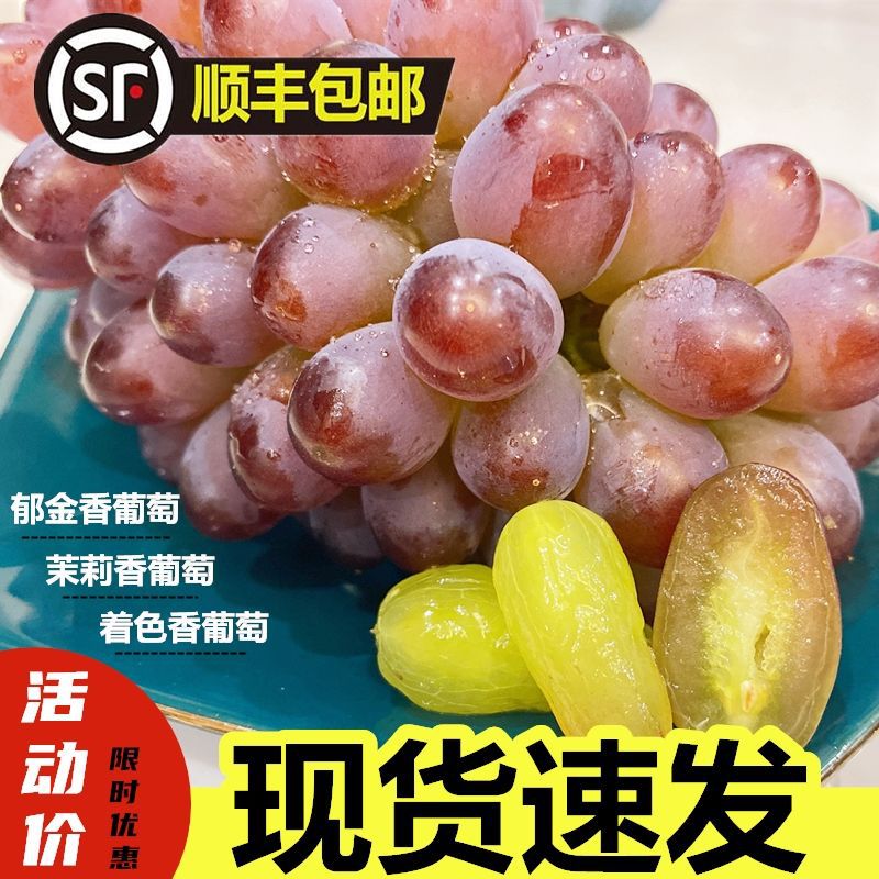 郁金香/茉莉香葡萄当天现摘自然果孕妇推荐新鲜水果包邮
