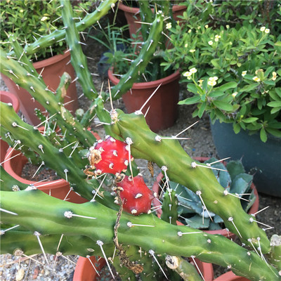 新桥仙人掌 大花蛇鞭柱 藤本开花结果仙人掌 地被爬行植物景观