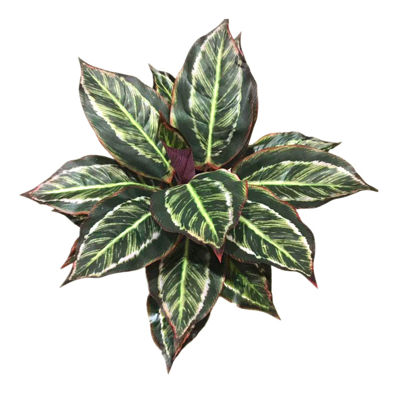 大叶植物孔雀叶植物墙配材孔雀东芋头叶仿真植物盆景盆栽装饰批发