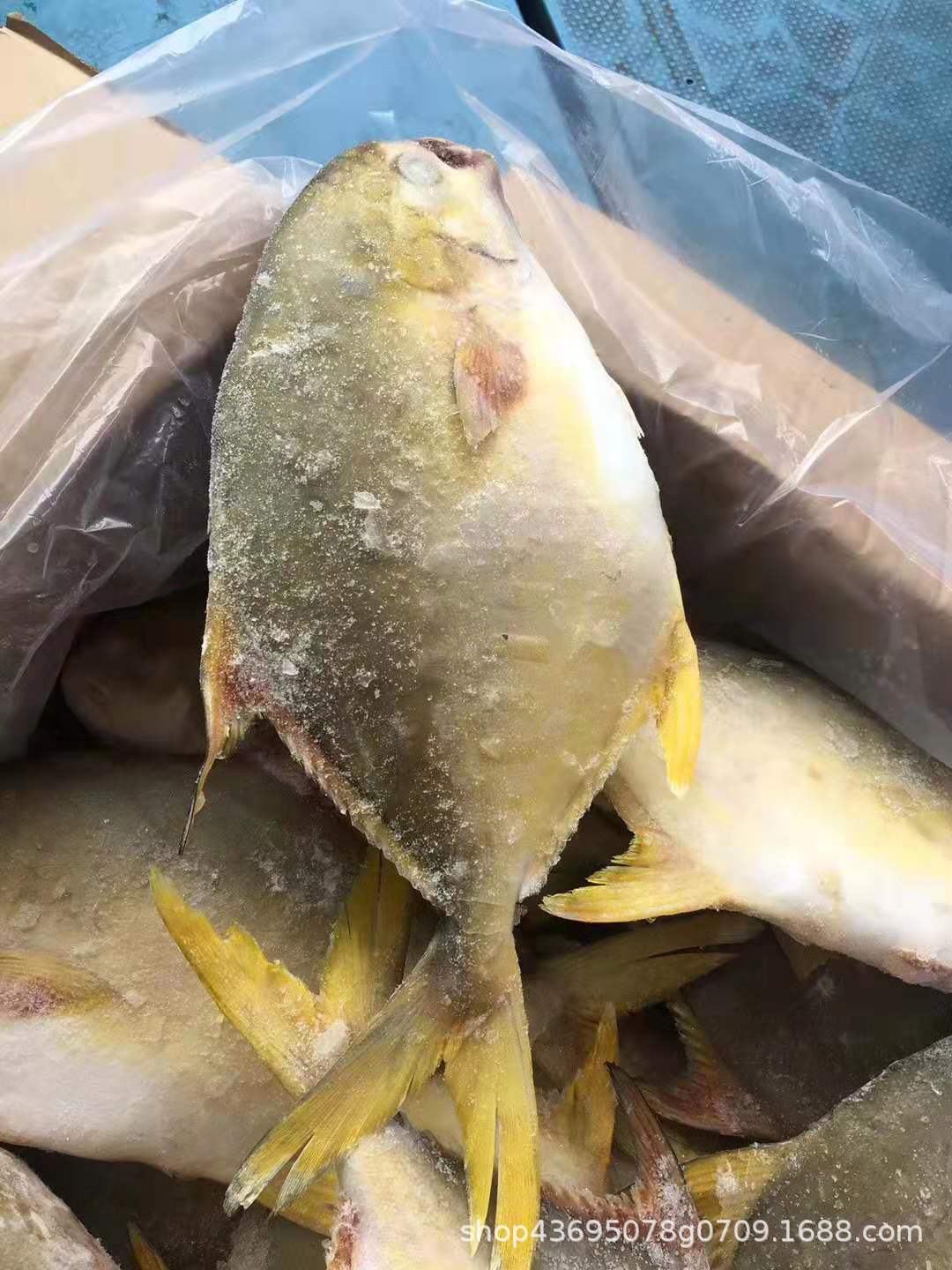 金鲳鱼急冻金仓鱼白仓新鲜海鱼水产冷冻海鲜500g野生冻鱼20斤/件