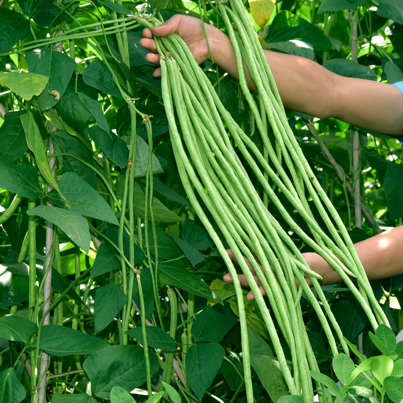 长豆角种籽老品种之豇28/2豇豆种子春秋易种蔬菜种孑庭院田园籽种