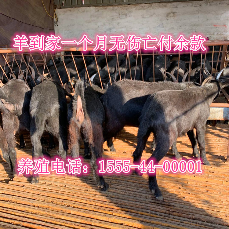 努比亚黑山羊长势快 多胎多羔适应能力强 可放可圈养肉质好-阿里巴巴