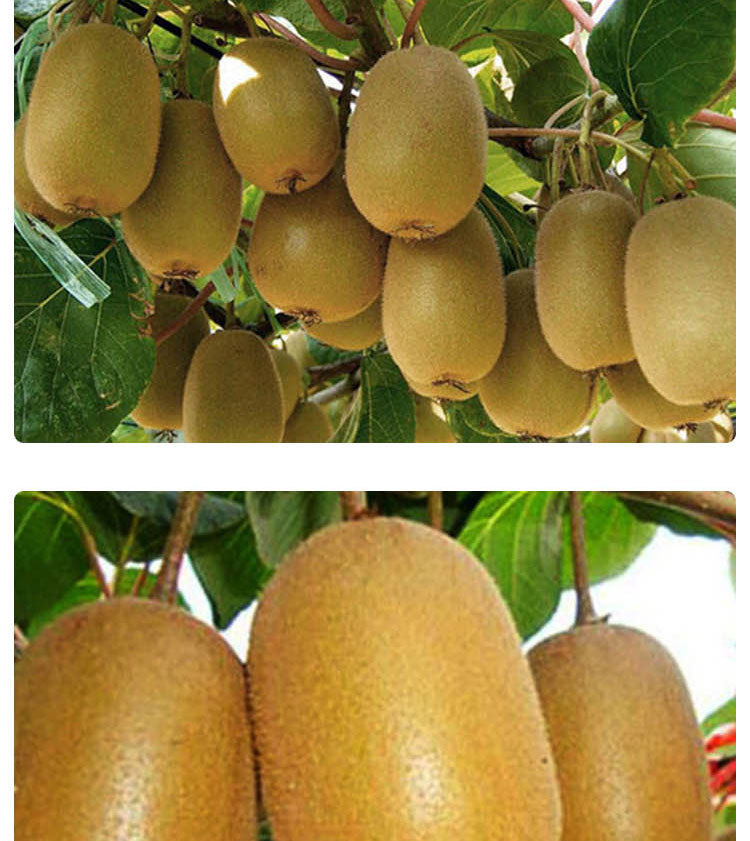 蒲江黄心猕猴桃富含vc农家果园新鲜采摘奇异果