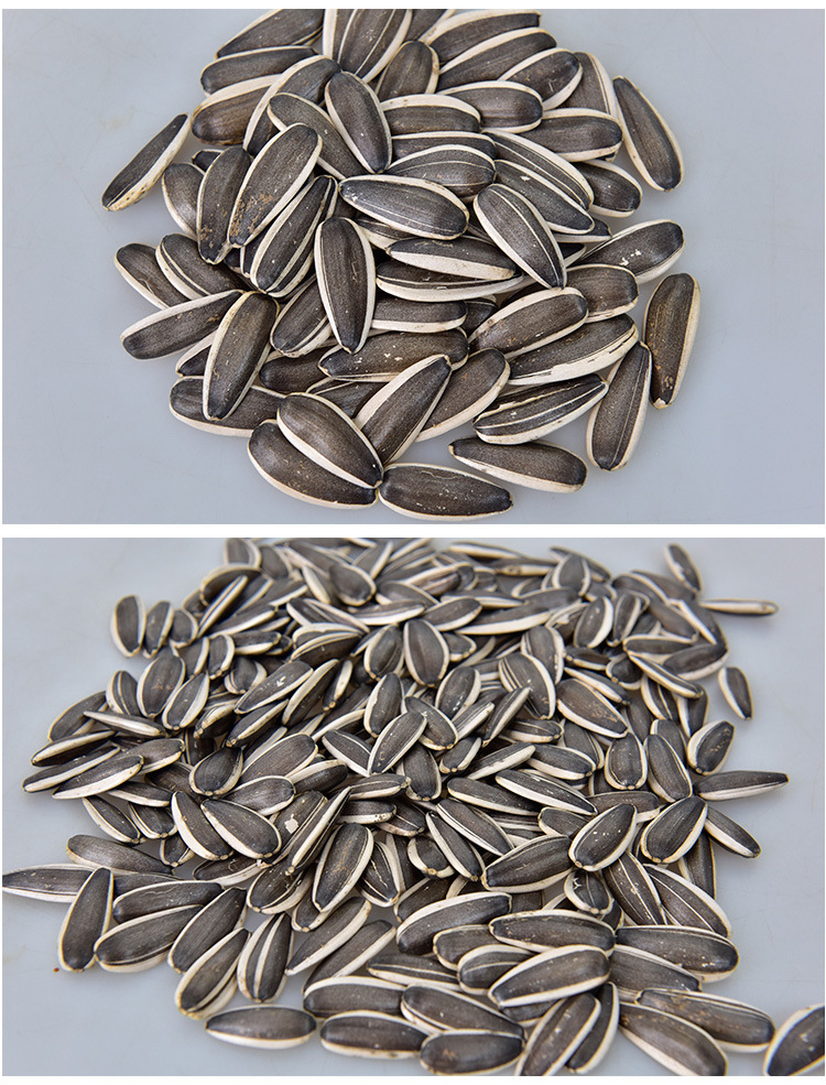 生瓜子新货大颗粒散装5斤毛嗑葵花籽内蒙新鲜爪子原味现炒葵花子