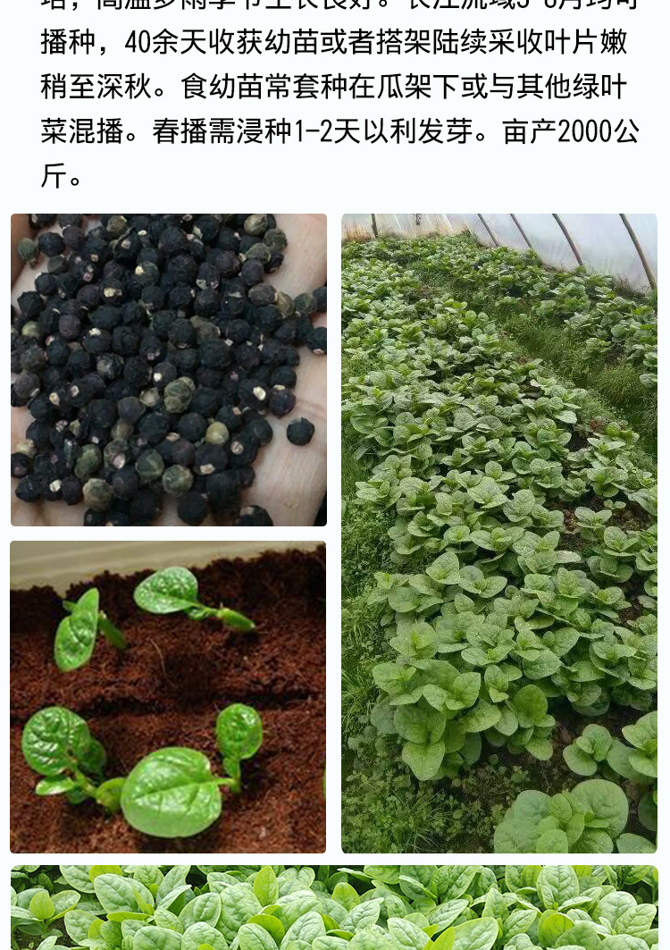 大叶木耳菜种子 农田菜地种植叶片厚当季蔬菜木耳菜籽