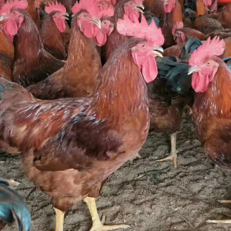 预定批发红玉380大红公鸡鸡苗种蛋红羽肉鸡鸡苗种蛋多少钱