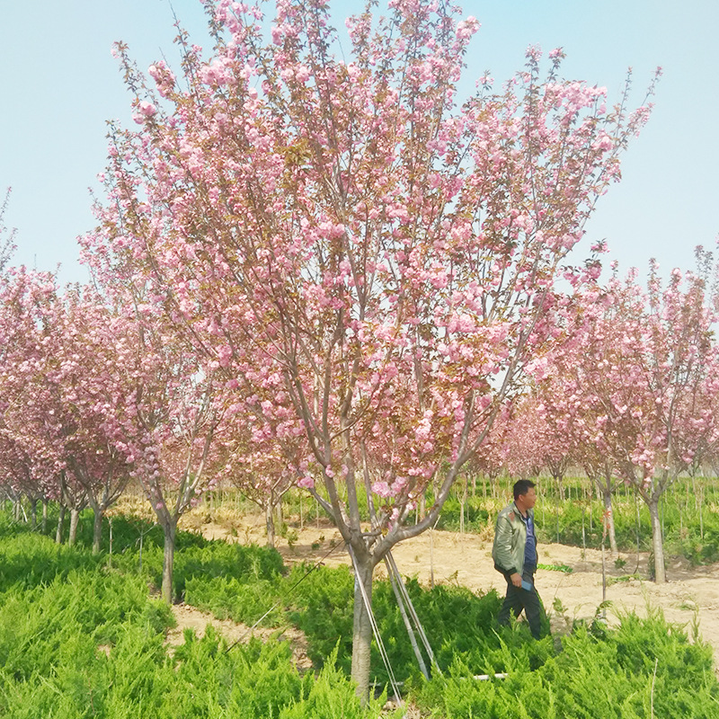 关山樱花 高杆关山樱花 高分枝高干关山樱树报价 求购20公分樱花