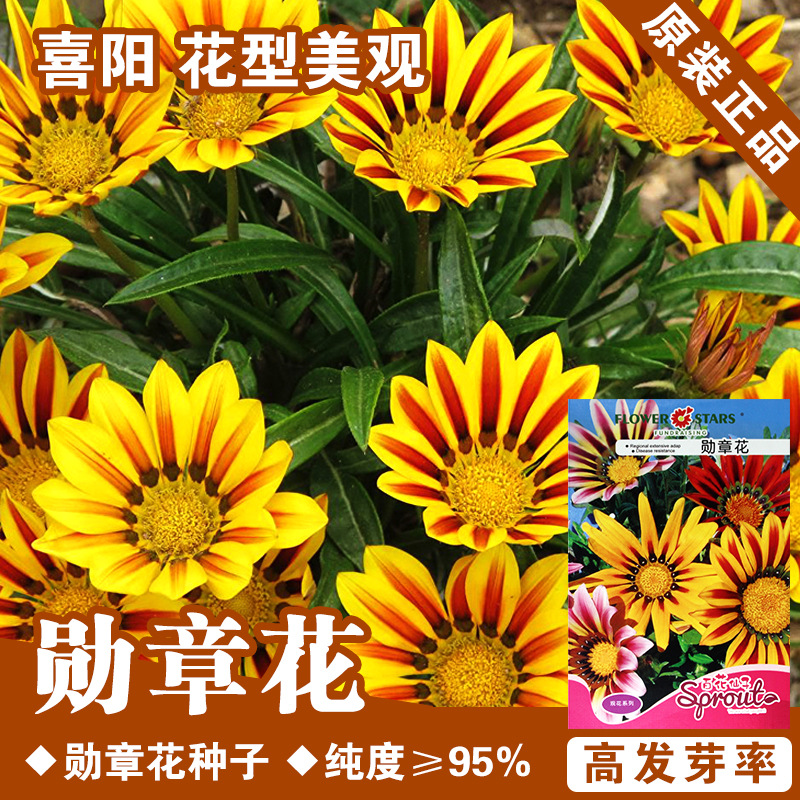 菊花种子菊花籽勋章花种子勋章菊种子花种子花籽花卉种子阳台盆栽