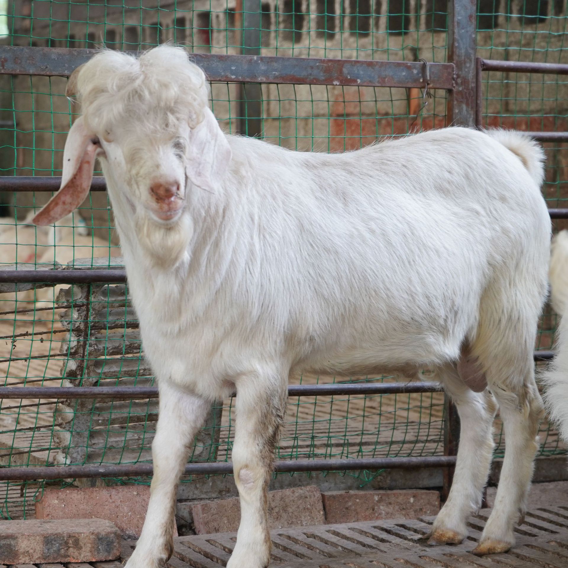 美国白山羊的养殖技术,美国白山羊的养殖技术与管理