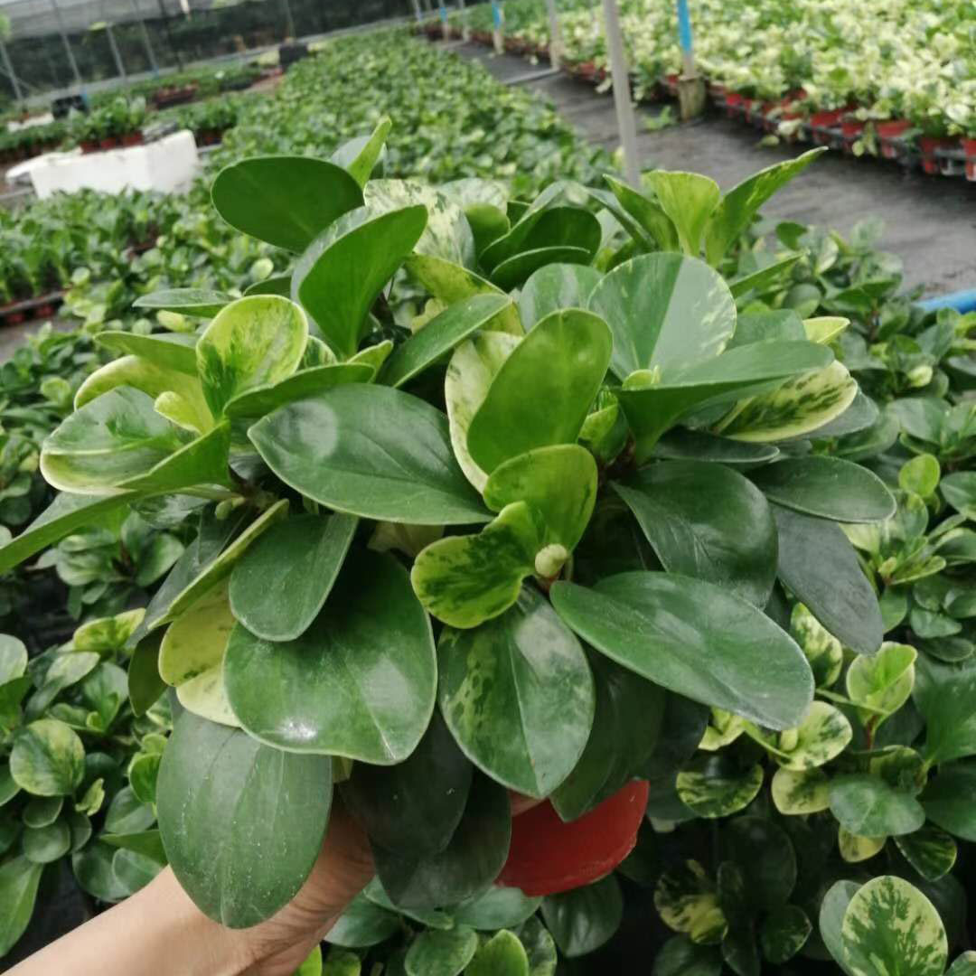 【基地直供】观叶植物小盆栽净化空气绿植盆栽 120#花叶碧玉