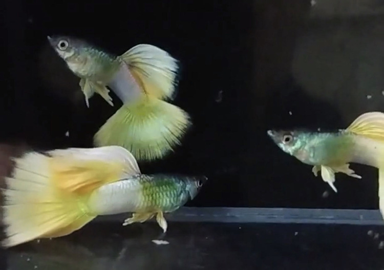 水族孔雀鱼活体粉红礼服纯系凤尾淡水鱼水草缸群游观赏鱼热带批发