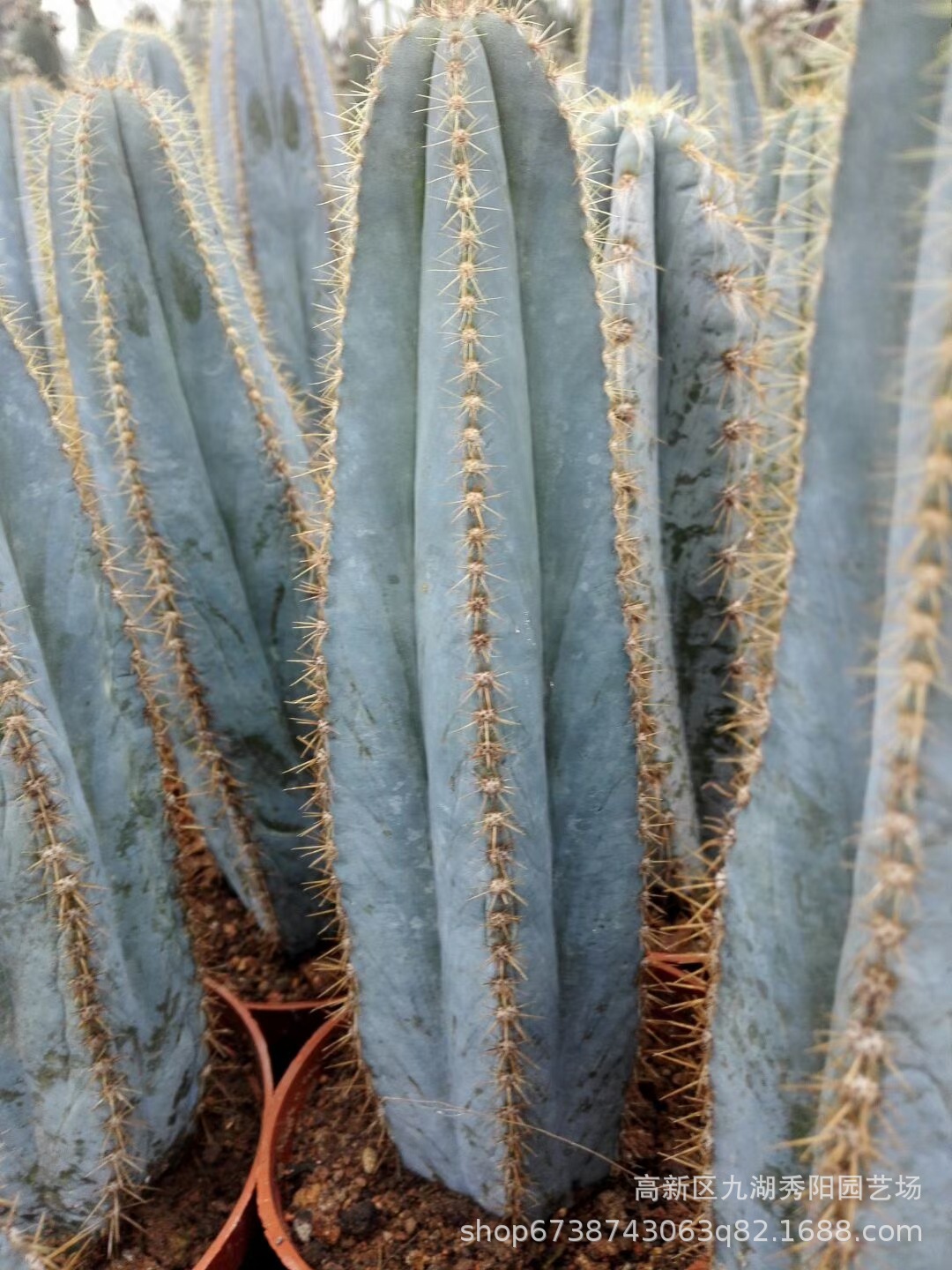 金青阁仙人柱 基地批发 带根 蓝膜 仙人掌 多肉植物 沙漠景观植物