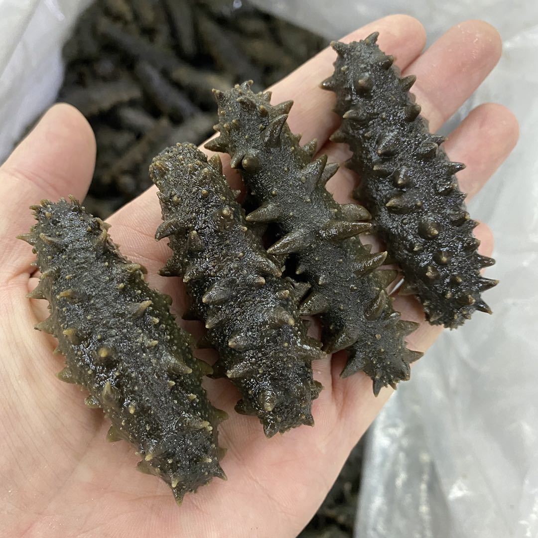 大连拉缸盐半干海参辽参盐渍参500g中火20-60头大量批发