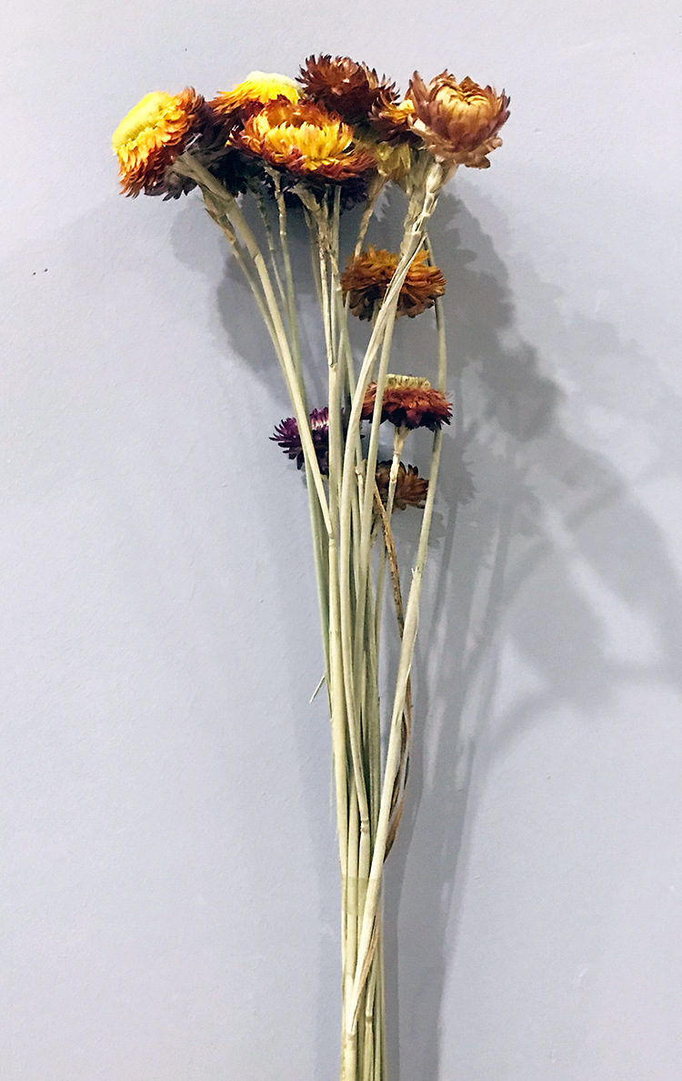 麦秆菊 七彩菊小邹菊云南天然干花 装饰家居摆设diy插花干花