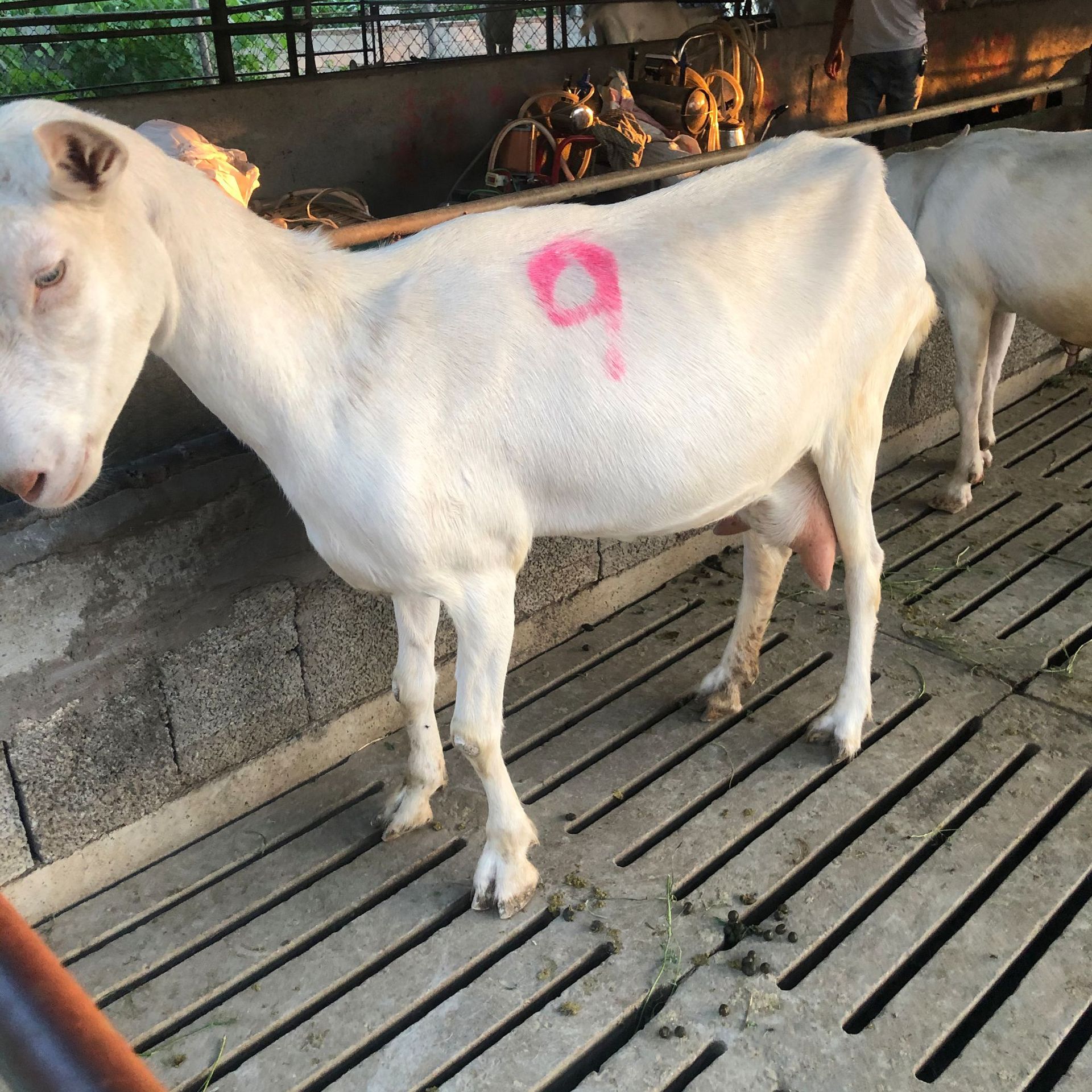 奶山羊哪个品种好小奶山羊多少钱一只撒能奶山羊种羊专车运输