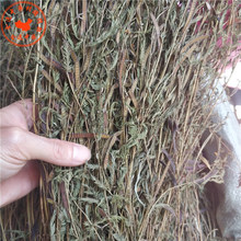 云南中药材软肝草 铁甲草 益肝草无硫新货正品包邮500克_阿里巴巴找货